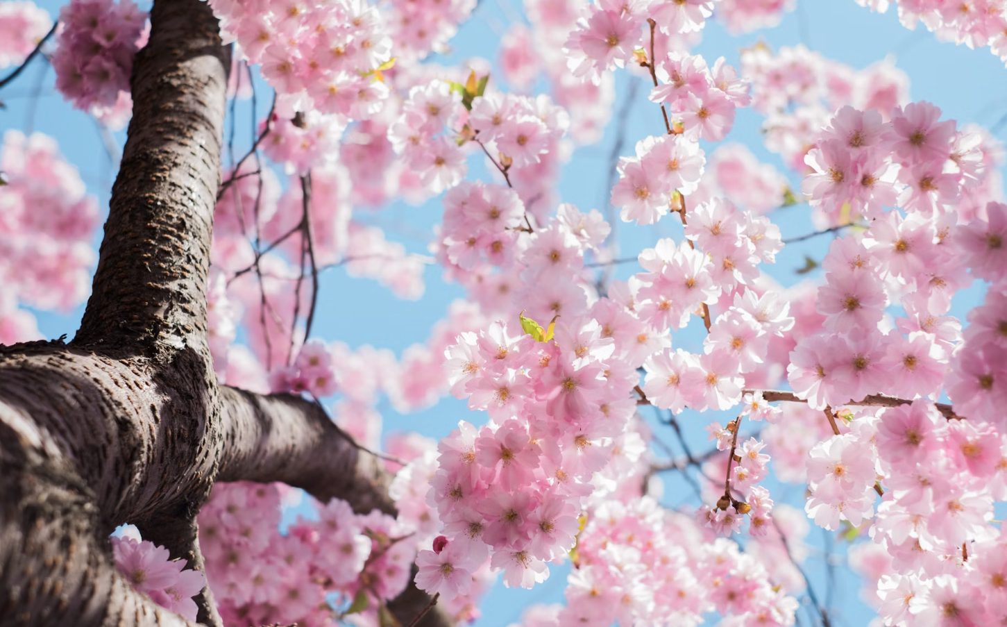 🏡 Spring Cleaning Tips to Refresh Your Home (and Boost Its Value!)